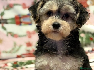 Chinese Crested dogs KC Reg Chinese crested puppies - Advert 5