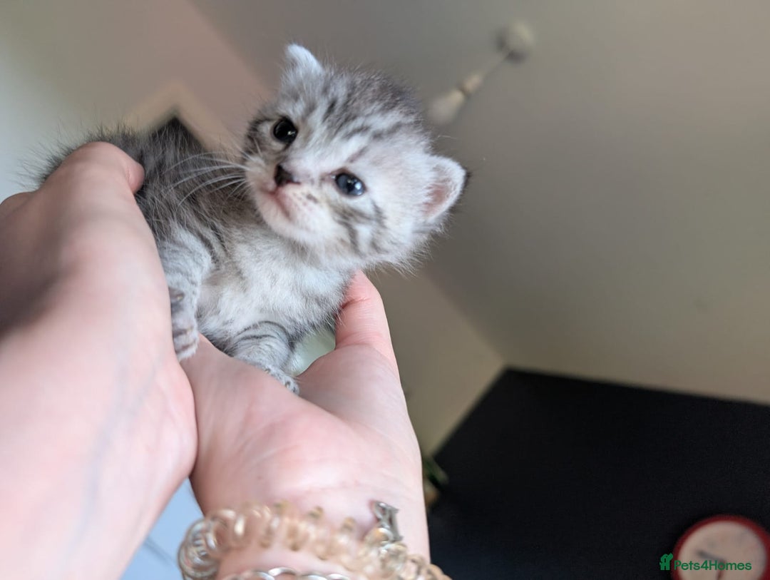 Mixed Breed cats for sale: Beautiful Kittens Available ✨️ in ELY - Image 21