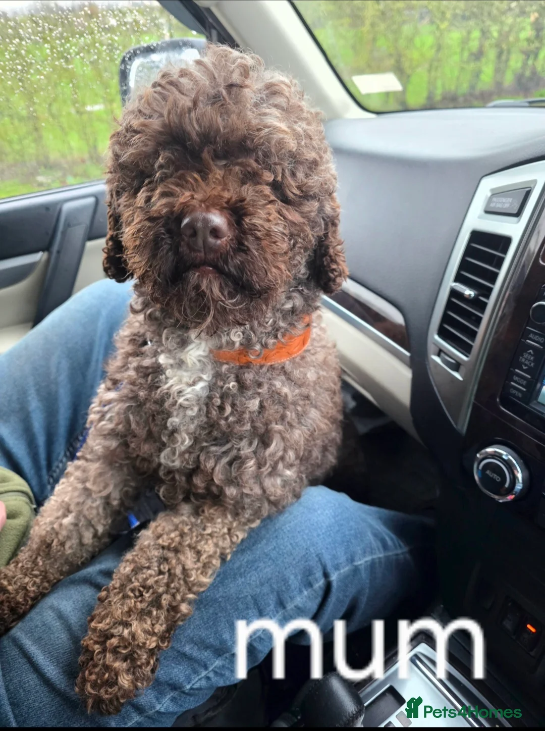 Mixed Breed dogs for sale: Miniature labradoodle cockapoo x bedlington  - Advert 2