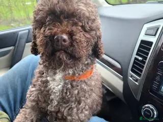 Mixed Breed dogs Miniature labradoodle cockapoo x bedlington - Advert 2