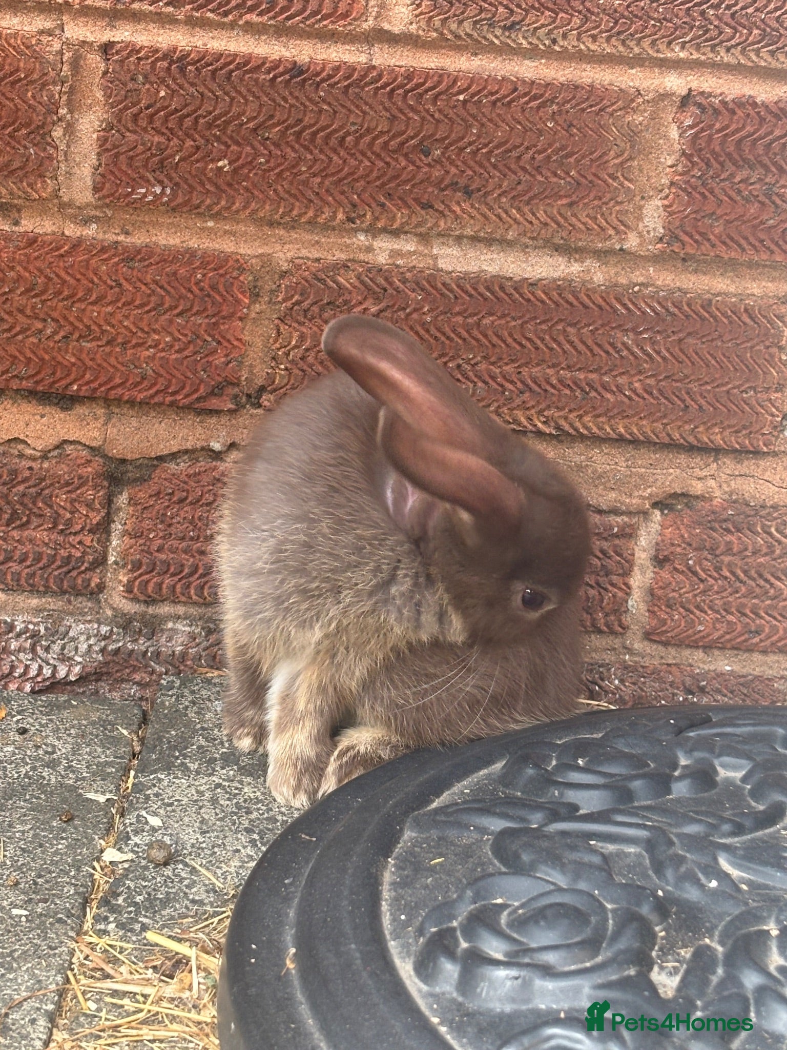 Mini Lop rabbits Female chocolate otter / black self cross - Advert 2