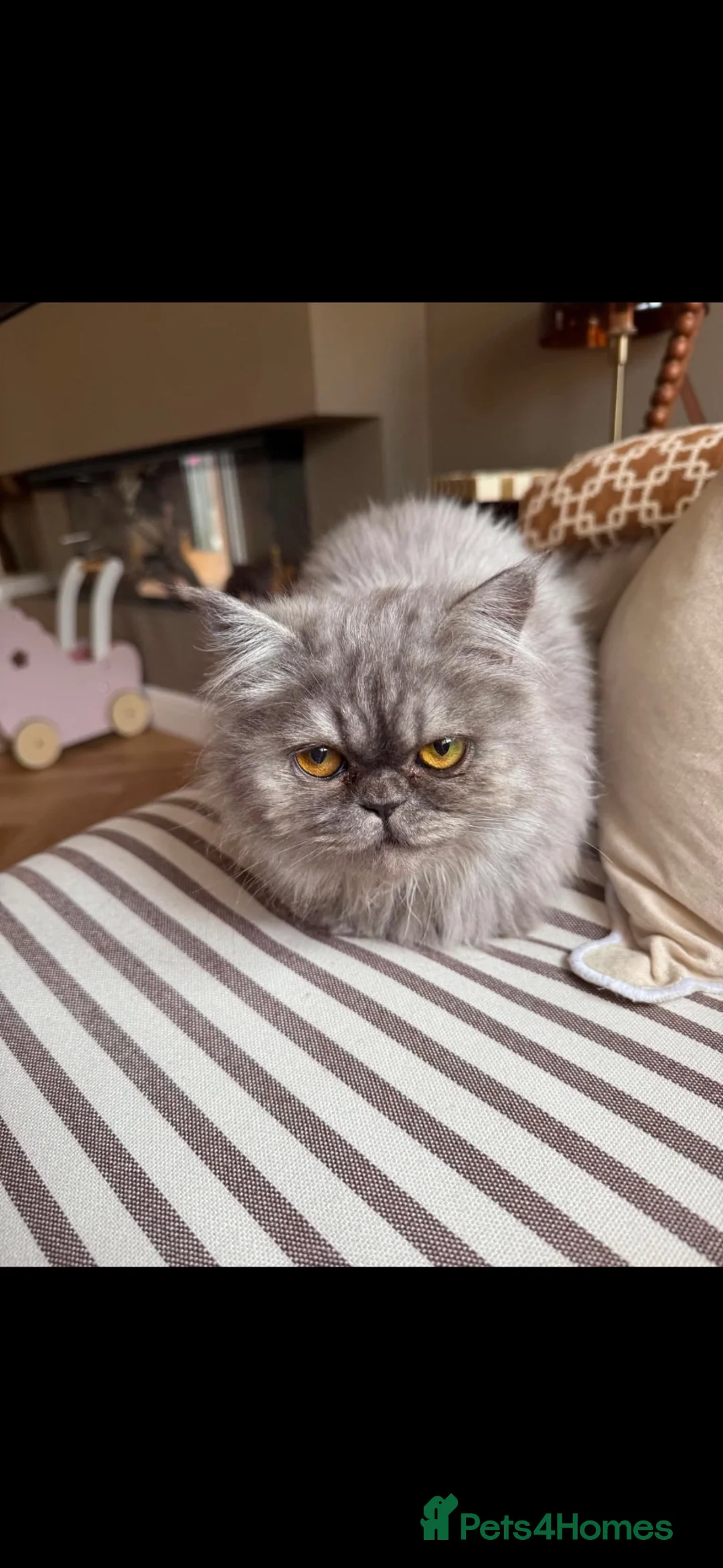 Persian cats for sale: Persian in Alloa - Advert 2