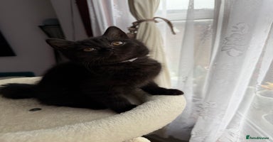 British Shorthair cats 🐱1  Beautiful  British Shorthair Male 🐱 - Advert 6