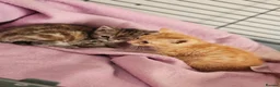 Mixed Breed cats for sale: Stunning kittens  - Advert 2