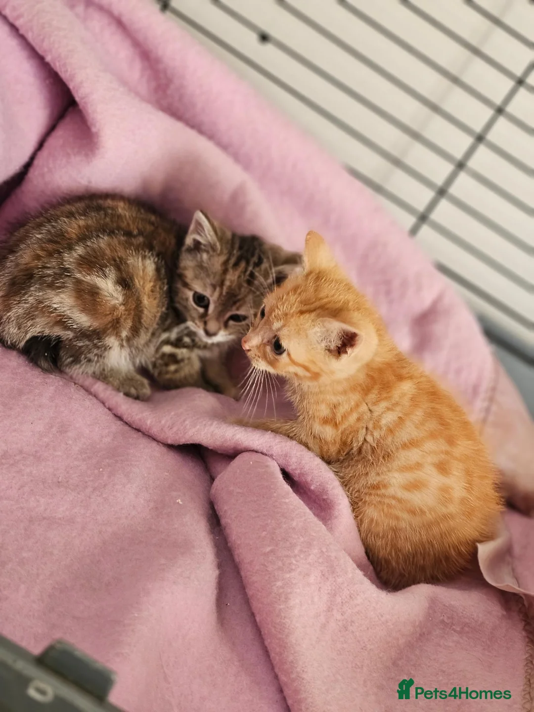 Mixed Breed cats for sale: Stunning kittens  - Advert 2