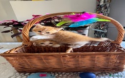 Persian cats for sale: Half Persian 2 Boys  - Image 9