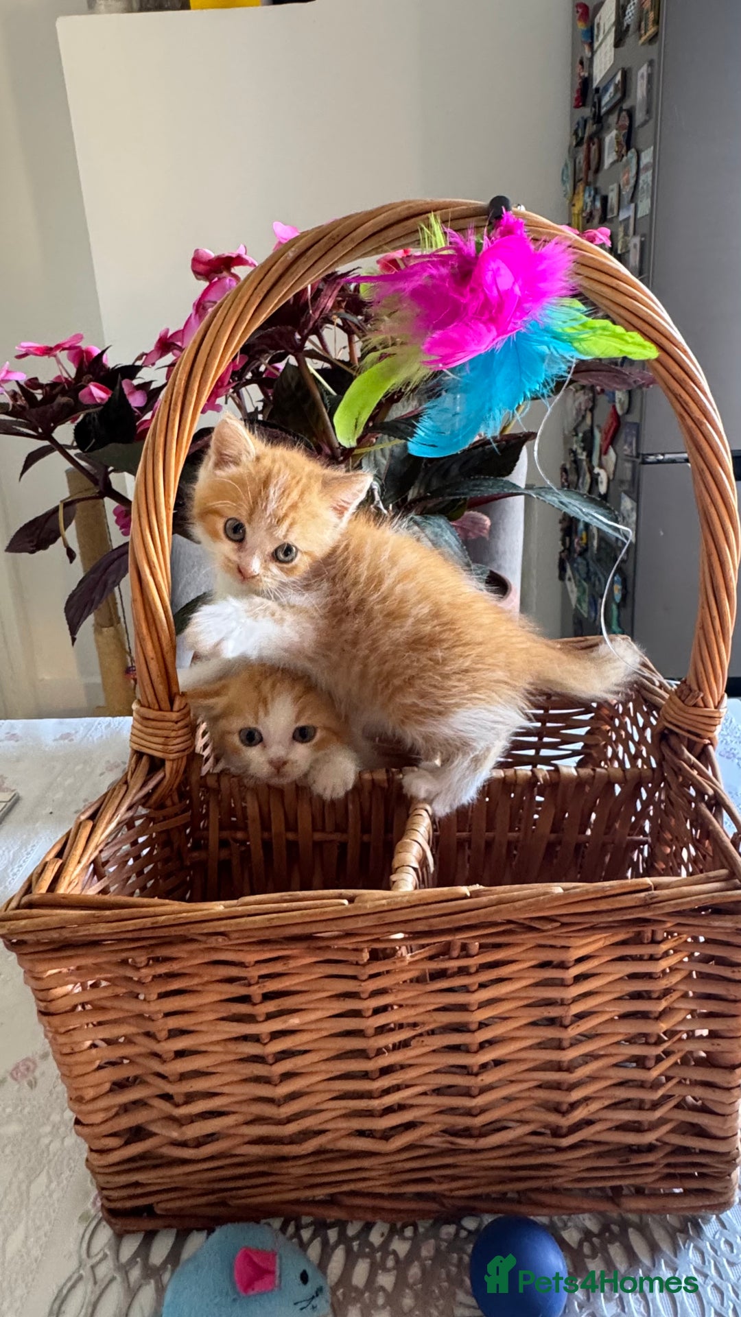 Persian cats for sale: Half Persian 2 Boys  - Image 9