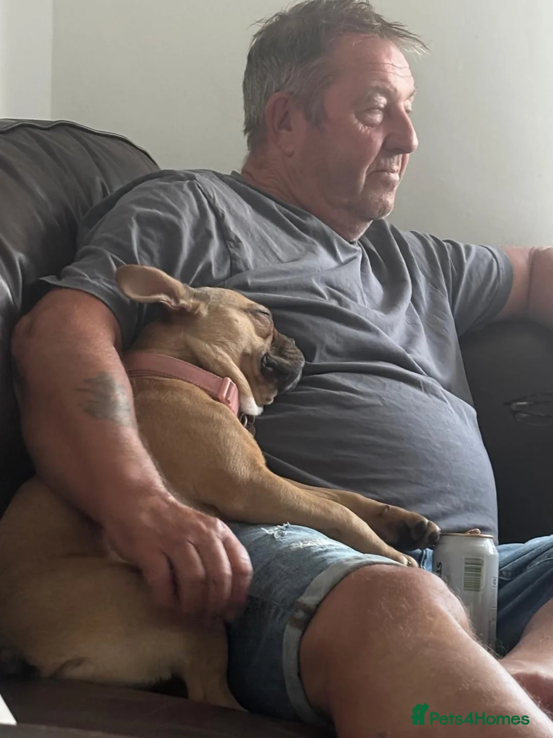 French Bulldog dogs for adoption: Bella the Frenchie  - Advert 1