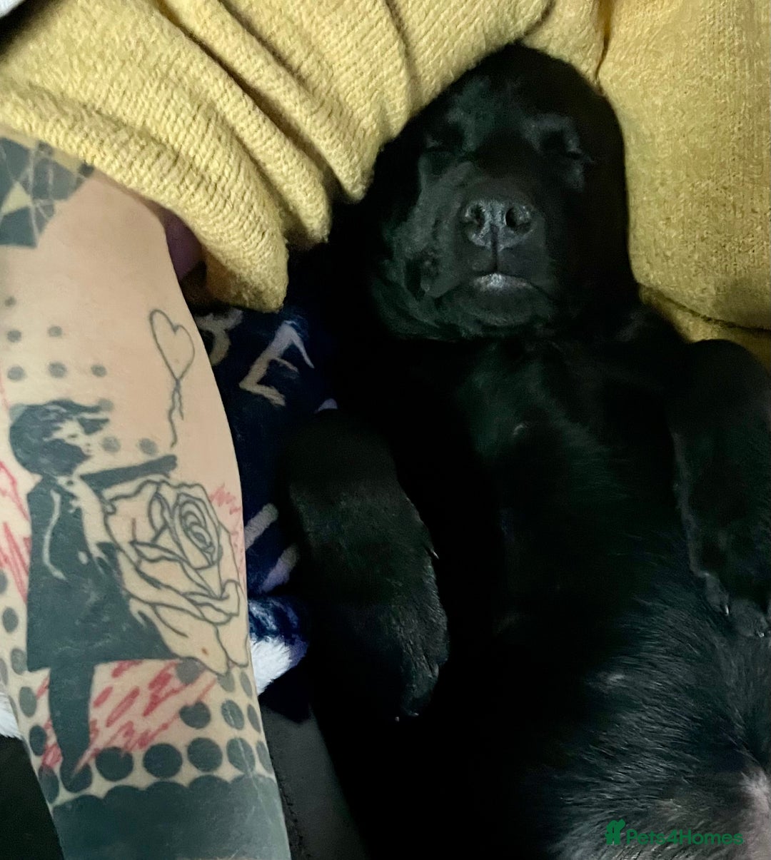 Mixed Breed dogs for sale: 2 beautiful nearly 6 month girls  - Advert 6