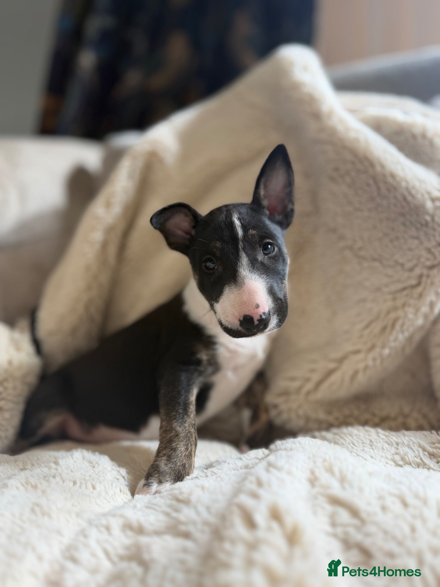 English Bull Terrier dogs Champion Bloodline English Bull Terrier Puppies - Advert 4