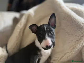 English Bull Terrier dogs Champion Bloodline English Bull Terrier Puppies - Advert 4