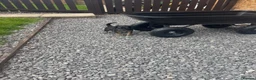 Cavapoo dogs for sale: Hybrid F1 toy Cavapoo puppies - Advert 9