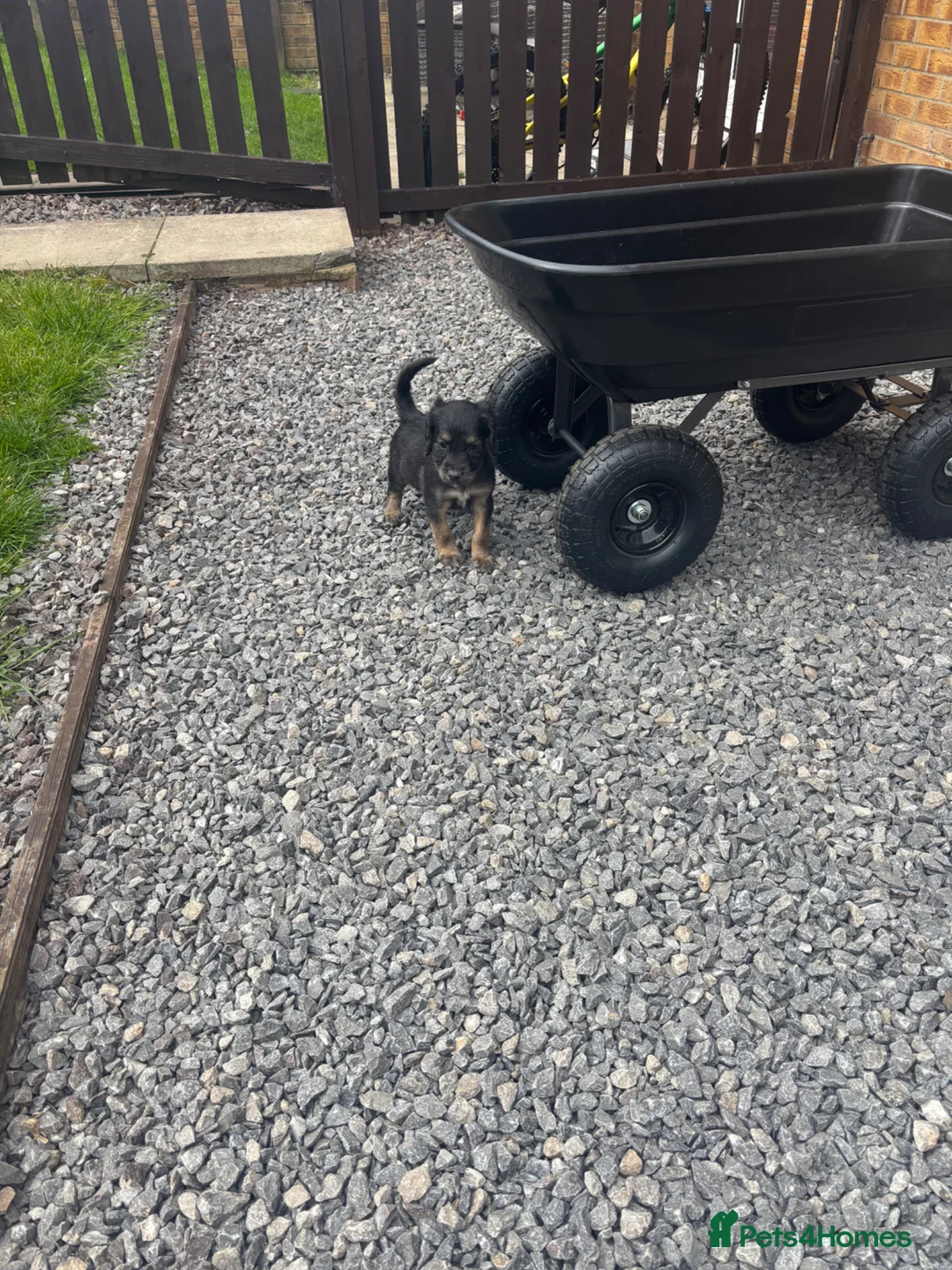 Cavapoo dogs for sale: Hybrid F1 toy Cavapoo puppies - Advert 9