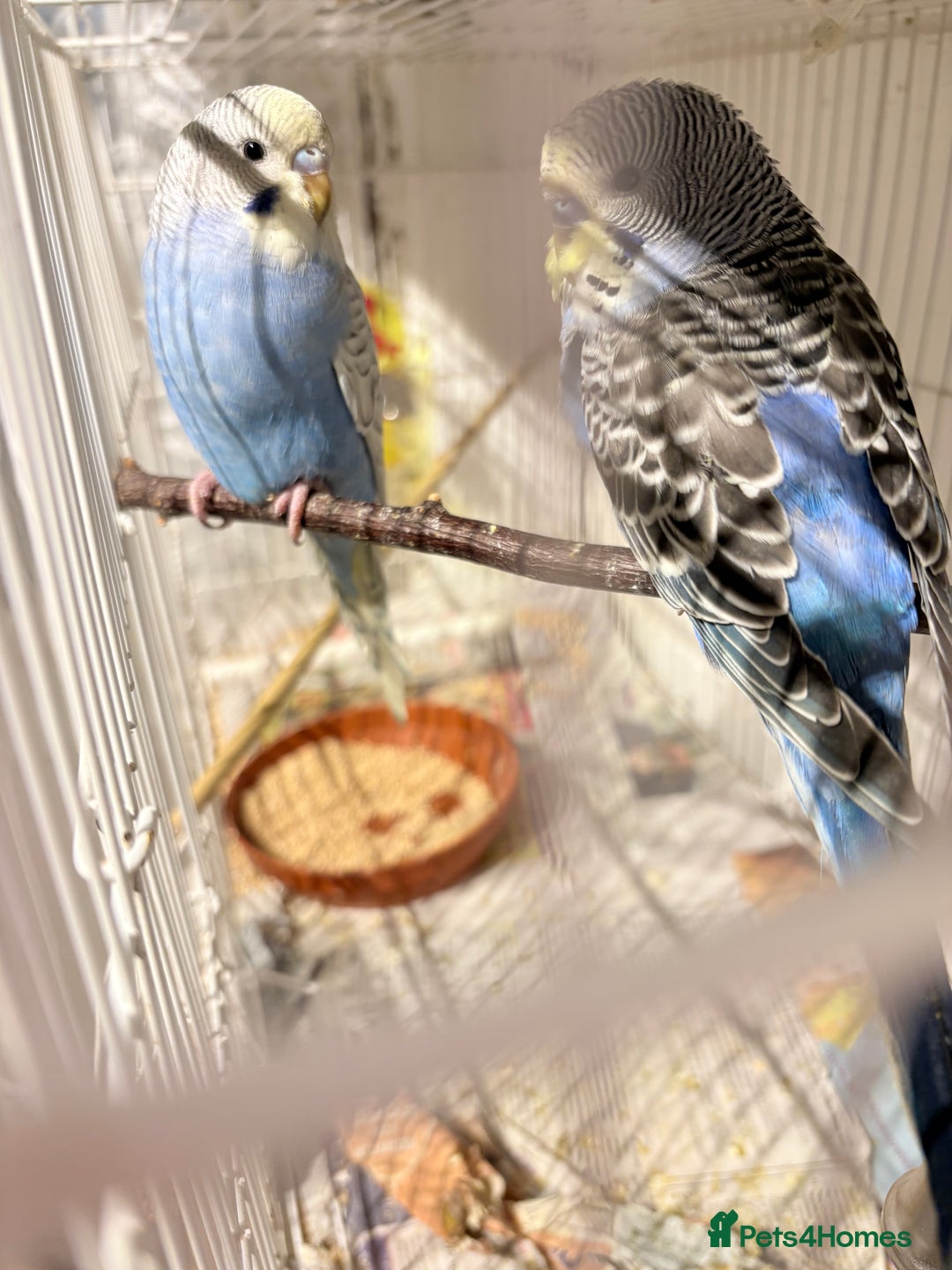 Budgerigars birds for sale: Young Budgies for sale  - Advert 5