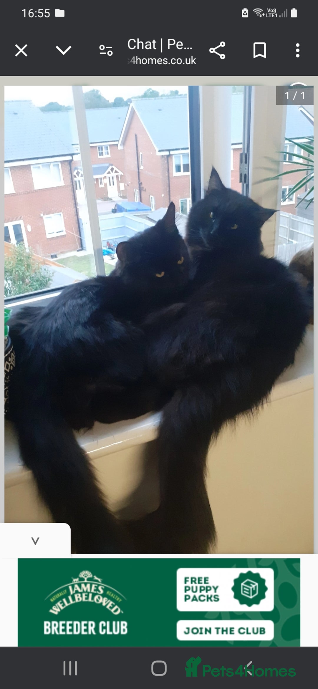 Mixed Breed cats for sale: 2 gorgeous boys for rehome - Advert 12