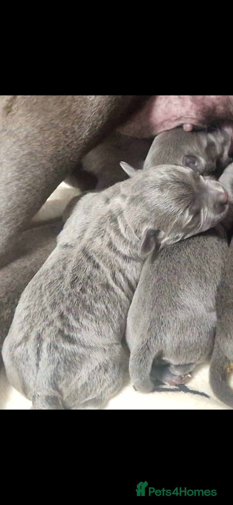 Staffordshire Bull Terrier dogs for sale: Blue & Blue Brindle Staffies in Preston - Advert 9