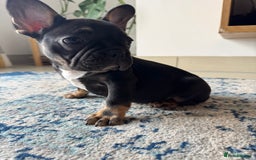 French Bulldog dogs for sale:  REDUCED, 1 GIRL LEFT French bulldog puppies  - Image 14