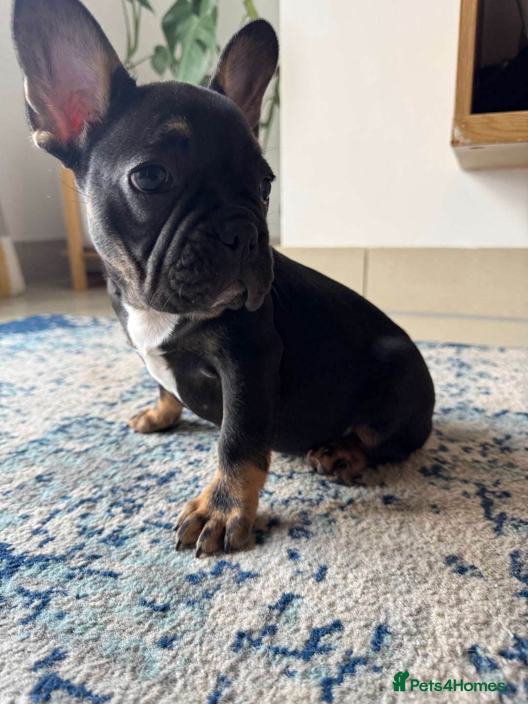 French Bulldog dogs for sale:  REDUCED, 1 GIRL LEFT French bulldog puppies  - Image 14