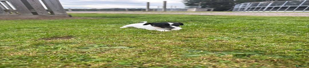 Jack Russell Puppy 6