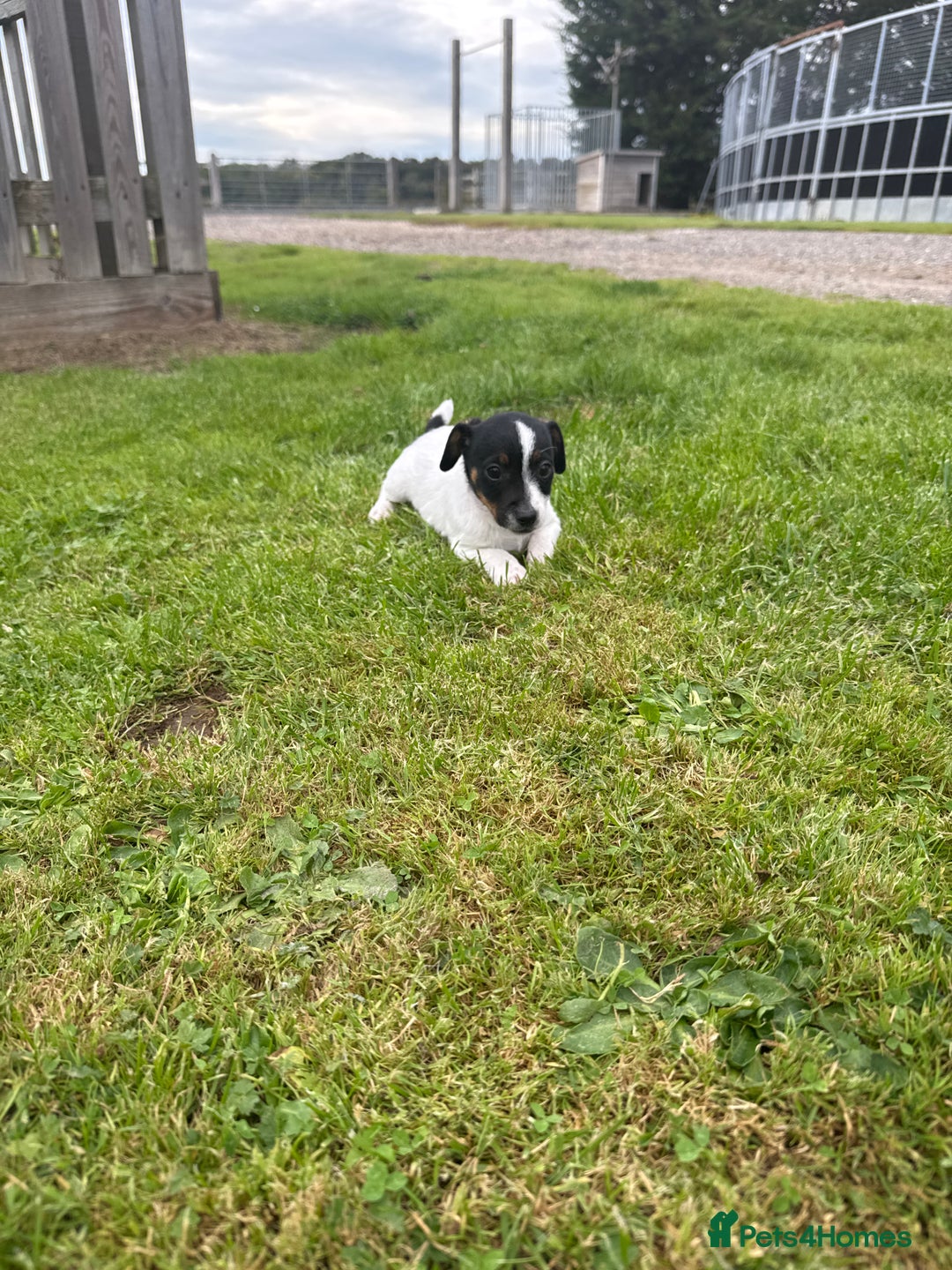 Jack Russell dogs for sale: Jack Russell pups - Image 14