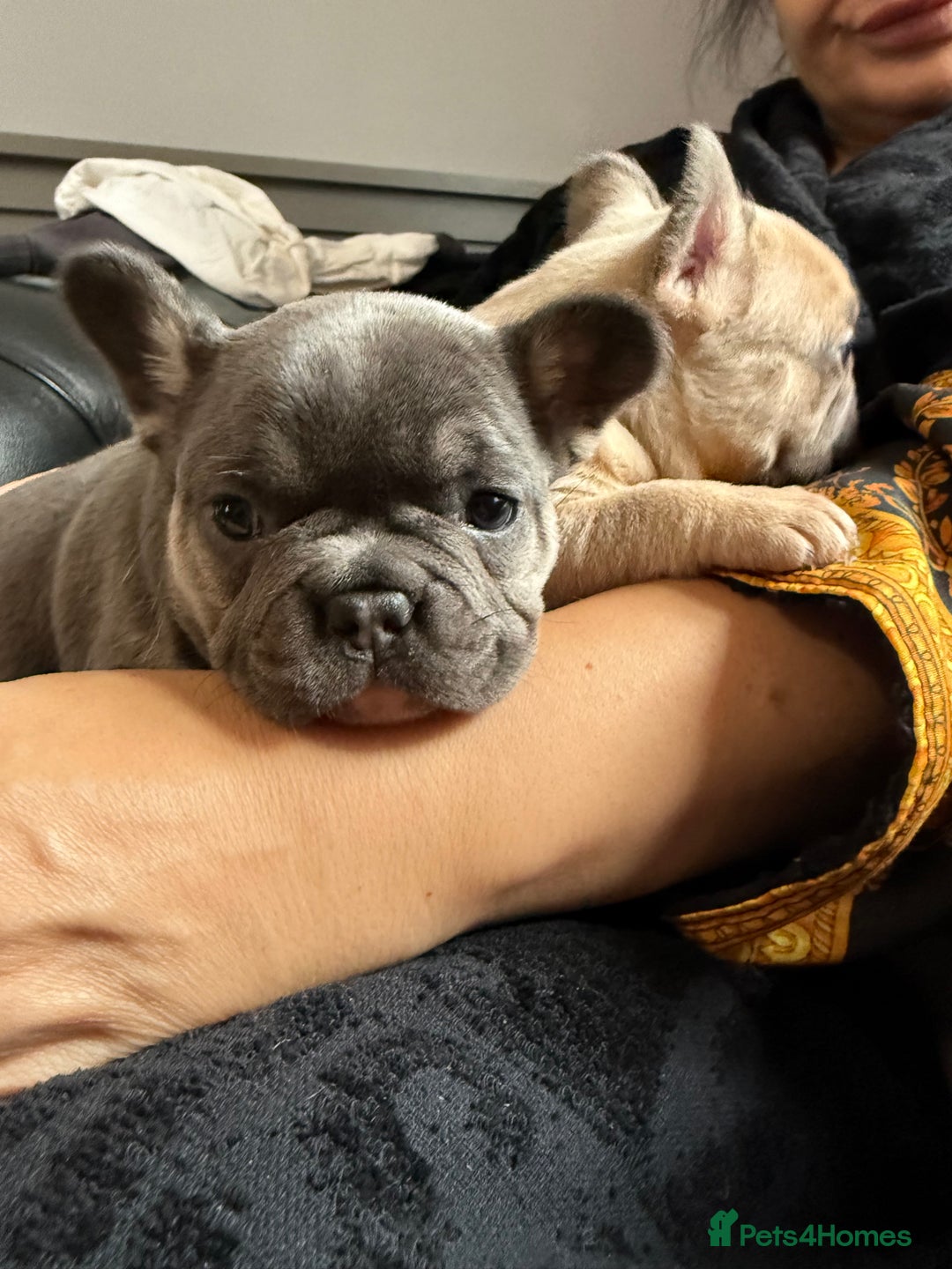 French Bulldog dogs for sale: Well bred French Bulldog Puppies  - Image 26