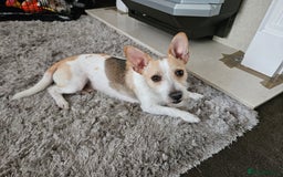 Jack Russell dogs for stud: Jack russell terrier for stud blackpool - Image 1