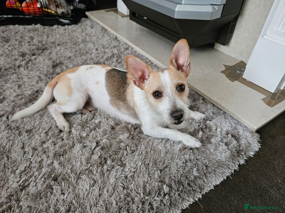 Jack Russell dogs for stud: Jack russell terrier for stud blackpool - Image 1