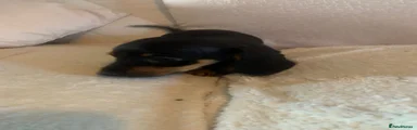 Dachshund 1