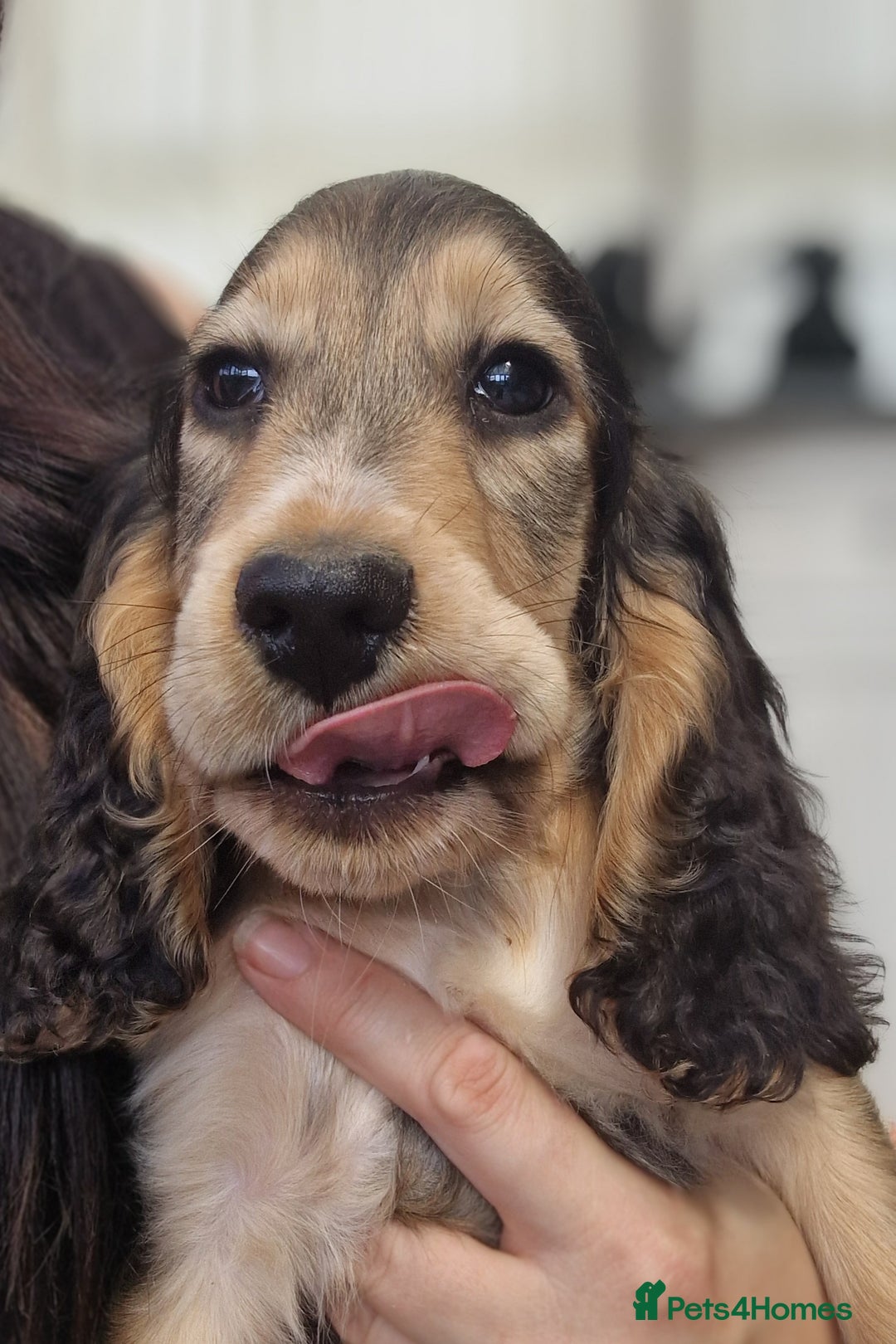 Cocker Spaniel dogs for sale: Applejacks Pedigree Show Cocker Spaniel Puppies - Image 5