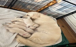 Golden Retriever dogs for sale: Eight Pure English Golden Retriever Puppies! - Image 6