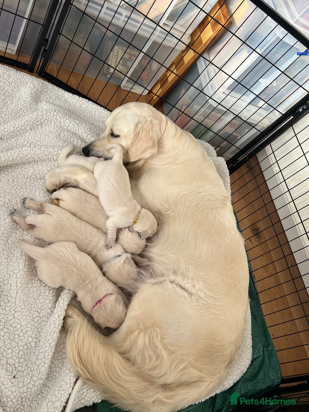 Golden Retriever dogs for sale: Eight Pure English Golden Retriever Puppies! - Image 6