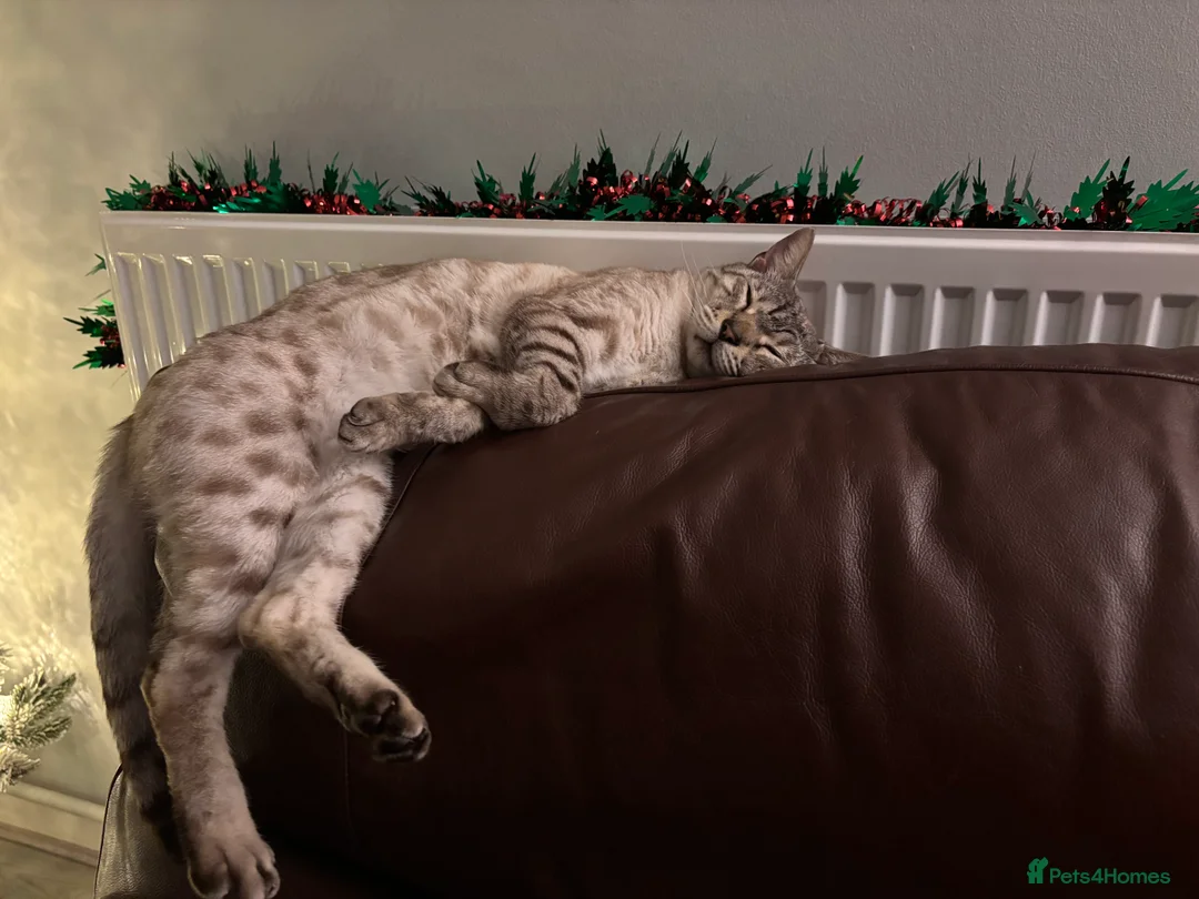 Bengal cats for sale: Adult Bengal male for sale  - Advert 13