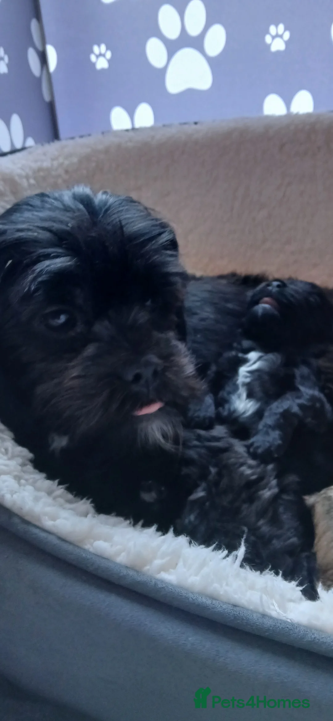 Mixed Breed dogs for sale: 4 Beautiful Cava-Tzu puppies for sale  - Advert 8