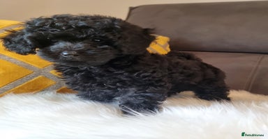 Cockapoo dogs - Advert 13