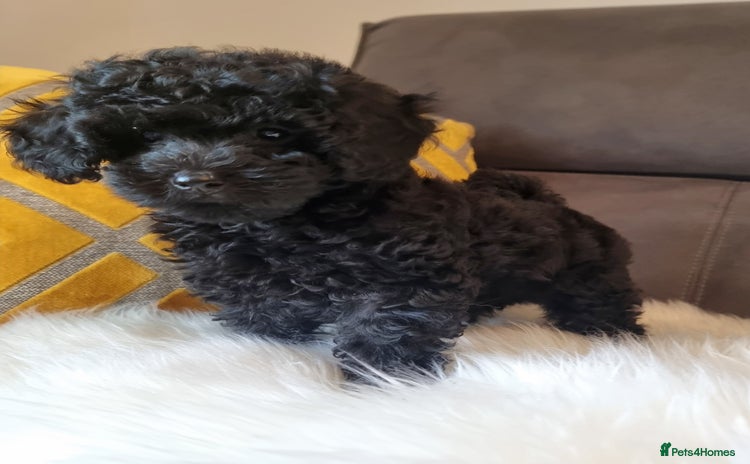 Cockapoo dogs - Advert 11