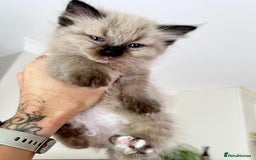 Ragdoll cats for sale: Pedigree Mink Ragdoll kittens  - Image 23