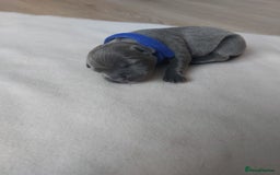 Staffordshire Bull Terrier dogs for sale: Blue Staffordshire Bull Terrier 🐶 Puppies 🐶 - Image 9