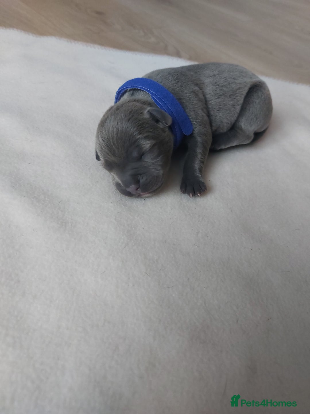 Staffordshire Bull Terrier dogs for sale: Blue Staffordshire Bull Terrier 🐶 Puppies 🐶 - Image 9