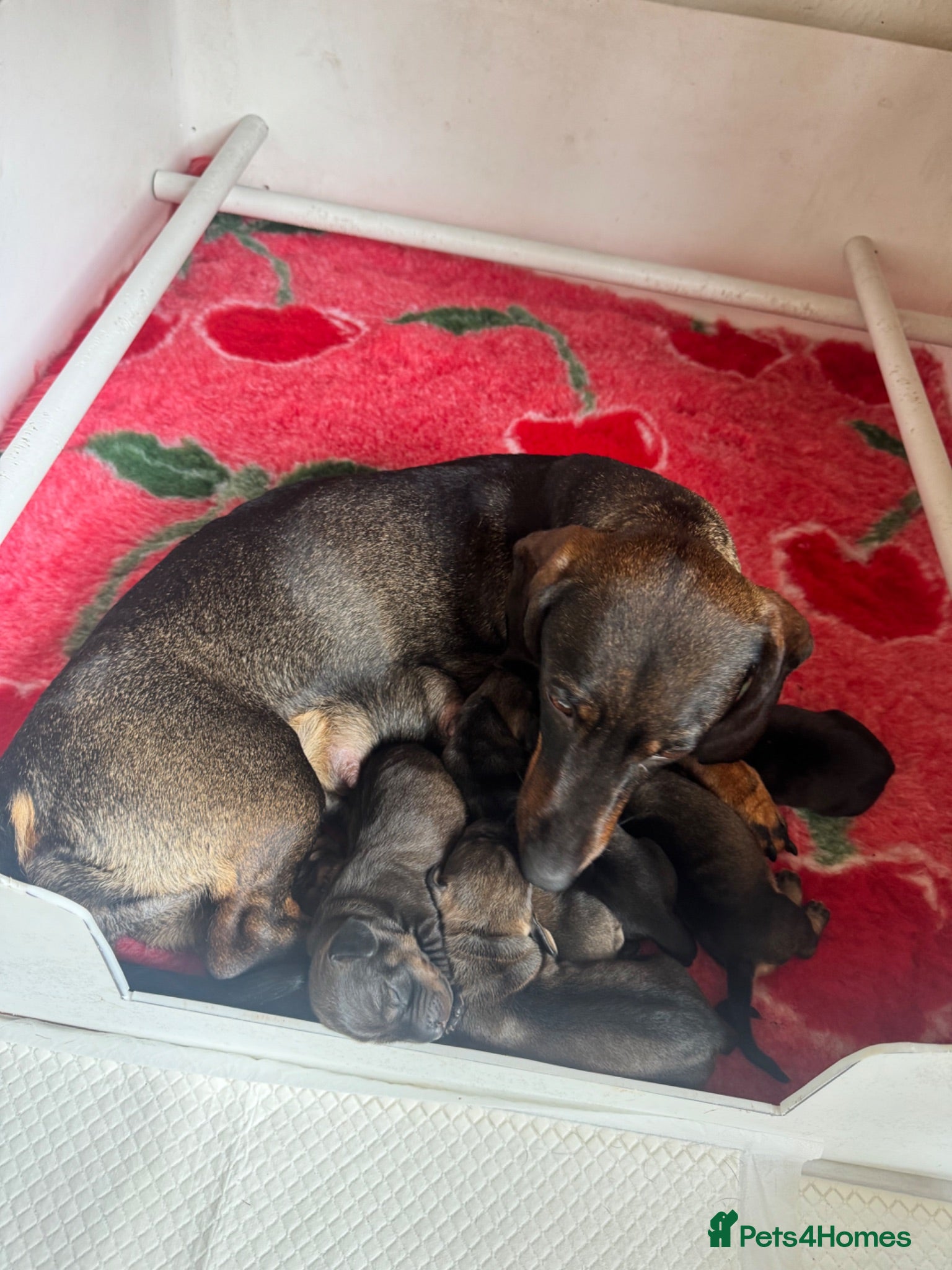 Dachshund dogs *Gamekeeper bred Wire Haired Dachshund Puppies* - Advert 1