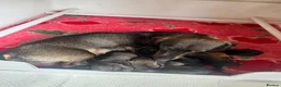 Dachshund dogs for sale: *Gamekeeper bred Wire Haired Dachshund Puppies* - Advert 1