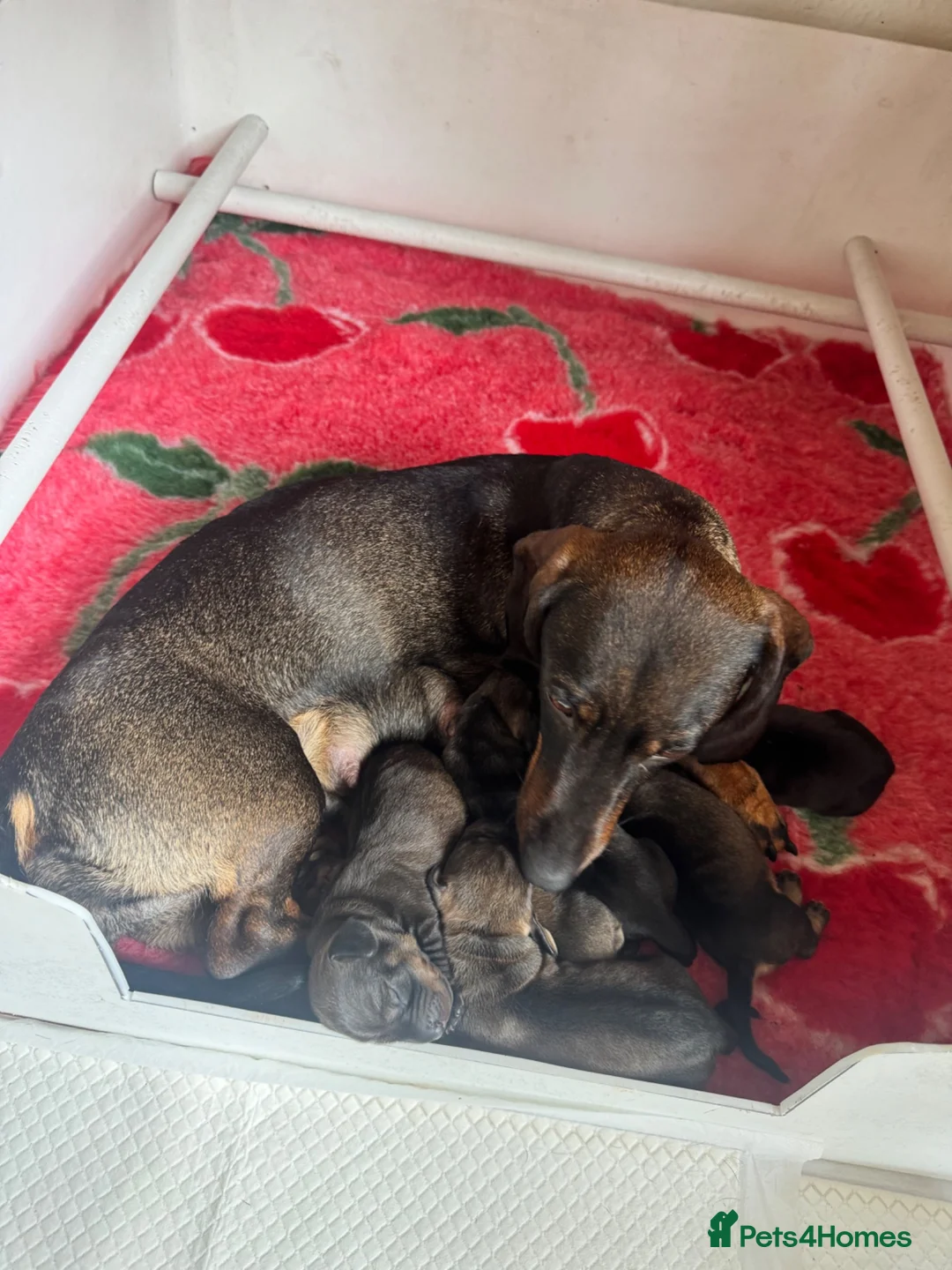 Dachshund dogs for sale: *Gamekeeper bred Wire Haired Dachshund Puppies* - Advert 1