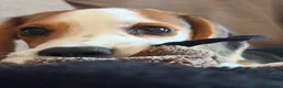 Mixed Breed dogs for sale: our beautiful beagle  - Advert 7