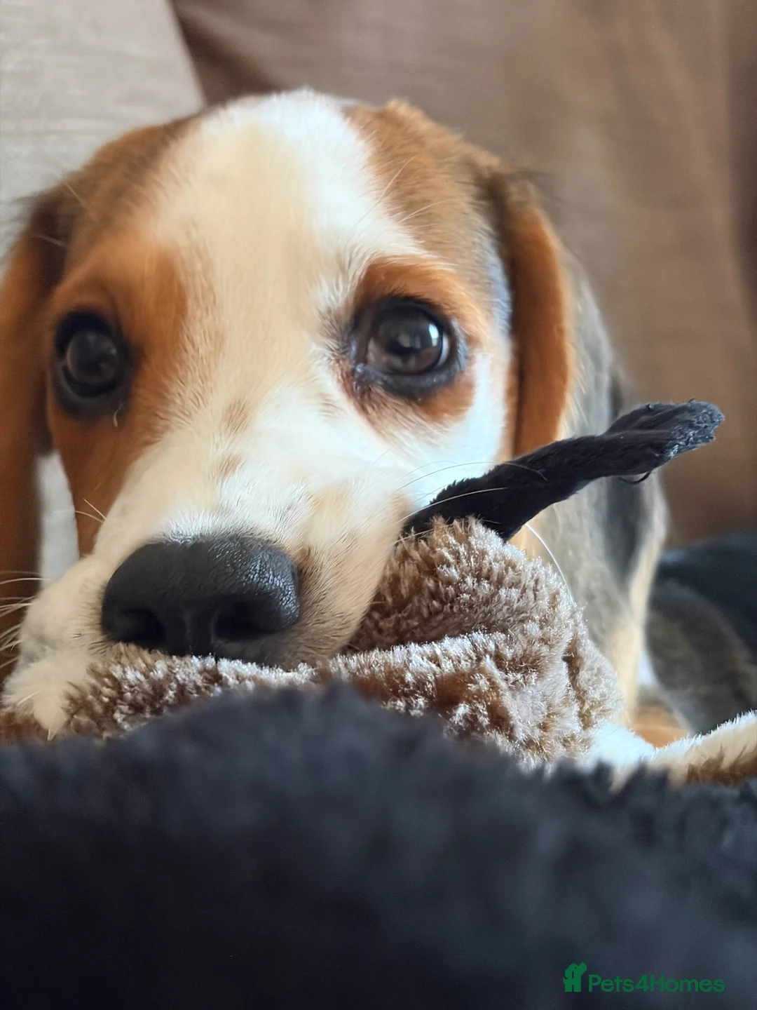 Mixed Breed dogs for sale: our beautiful beagle  - Advert 7