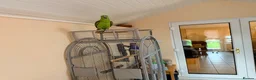 Parrots birds for sale: 10 month old tane Yellow naped amazon - Advert 2