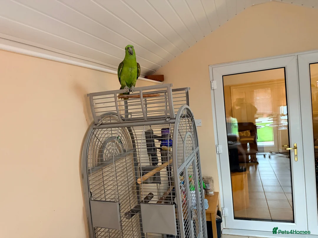 Parrots birds for sale: 10 month old tane Yellow naped amazon - Advert 2