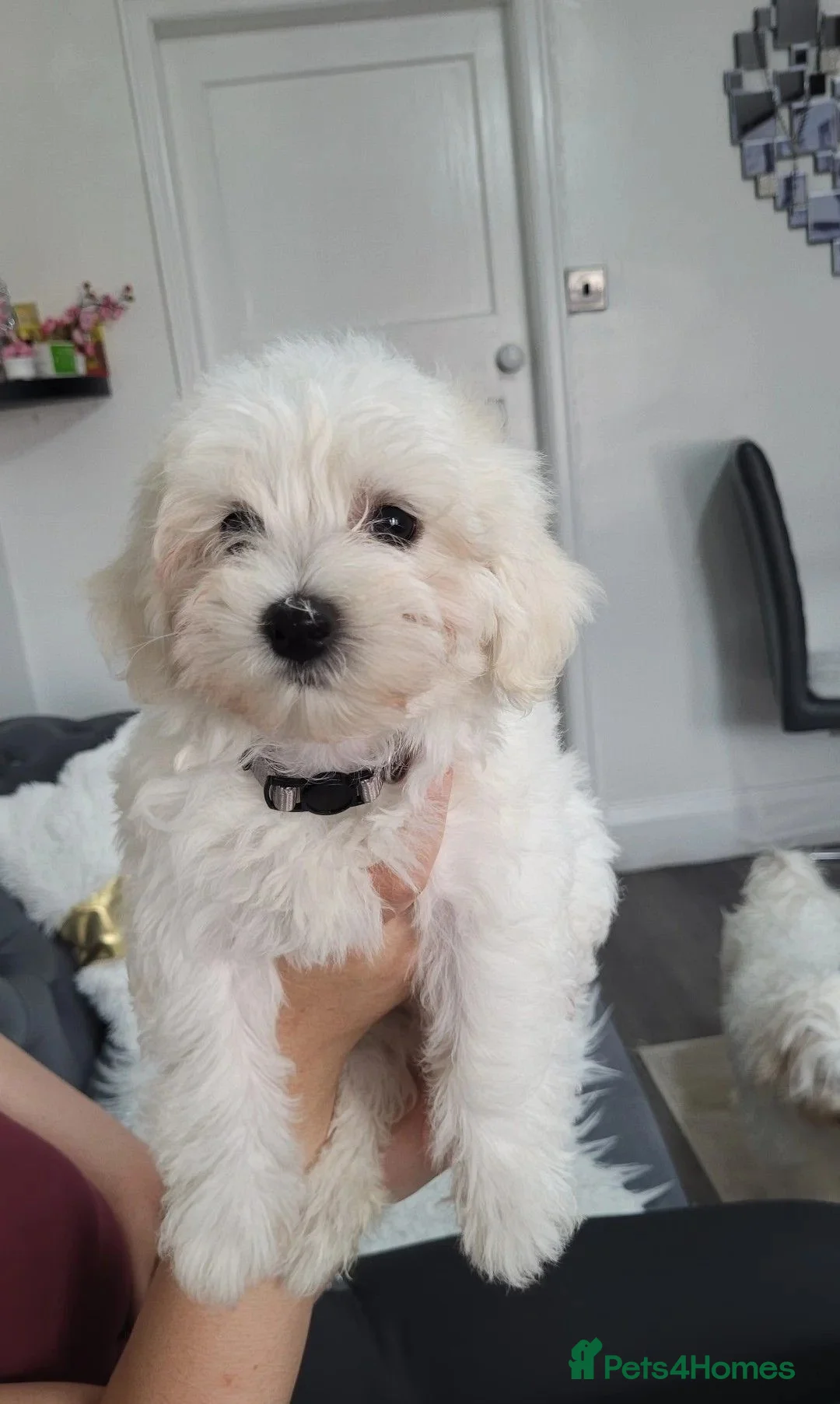 Maltese dogs for sale: Beautiful Maltese Puppies for sale 2 boys 2 girls. in Ellon - Advert 6