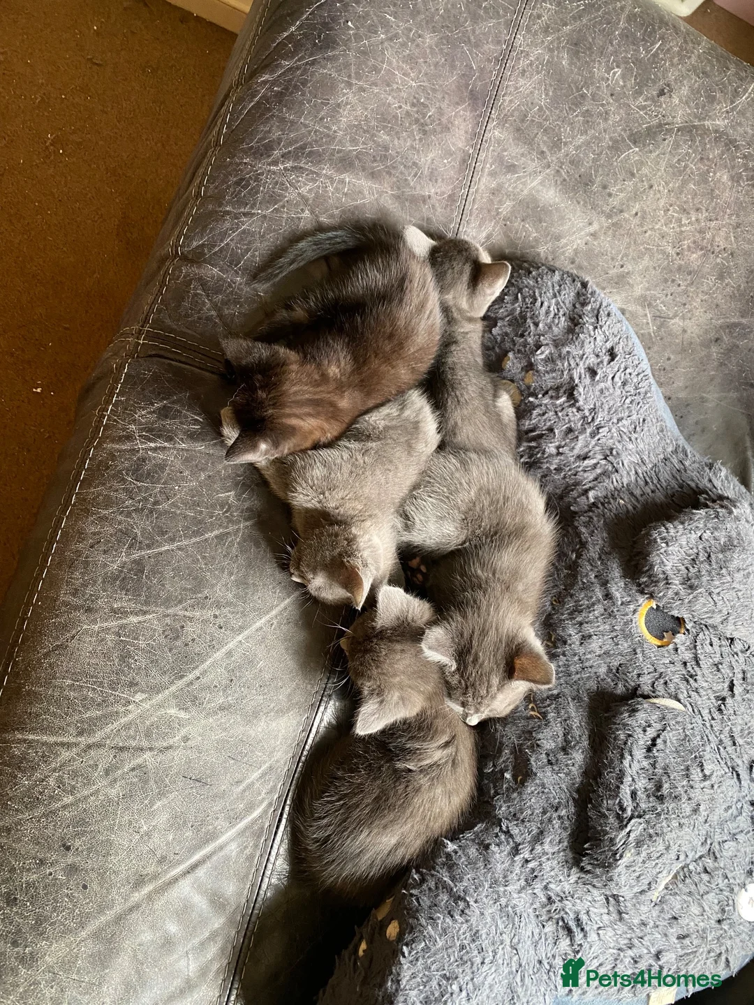 Mixed Breed cats for sale: 5 gorgeous kittens ready for new homes - Advert 12