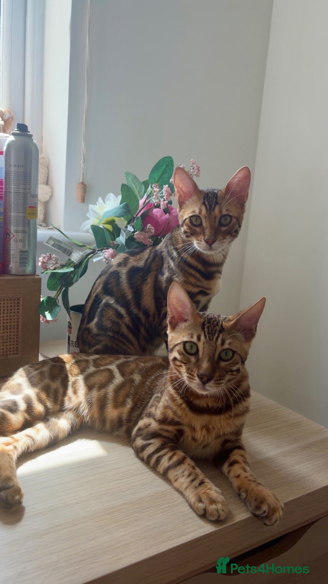 Bengal cats Two Bengal Kittens - Advert 1