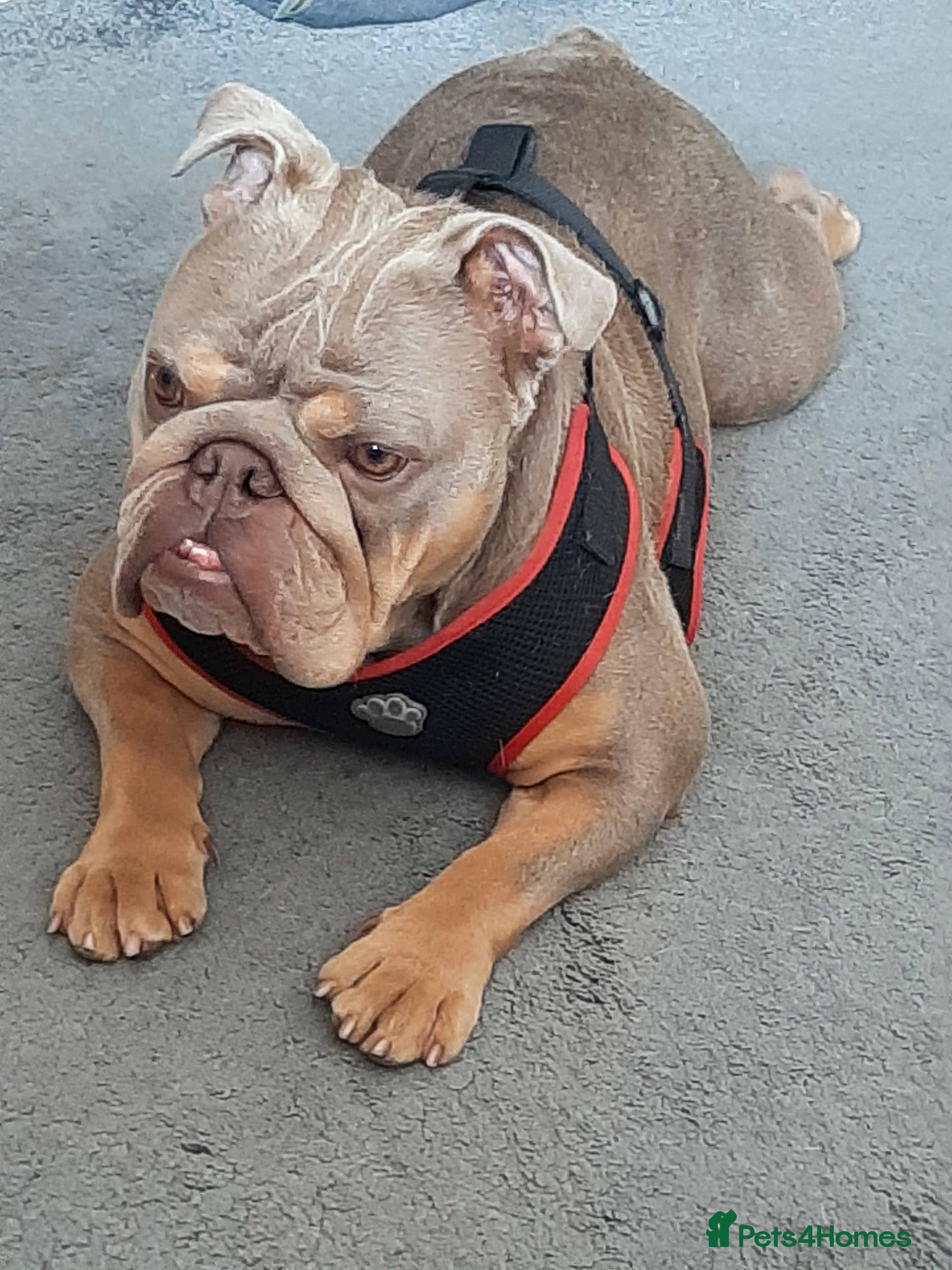 English Bulldog dogs English Bulldog - Advert 1