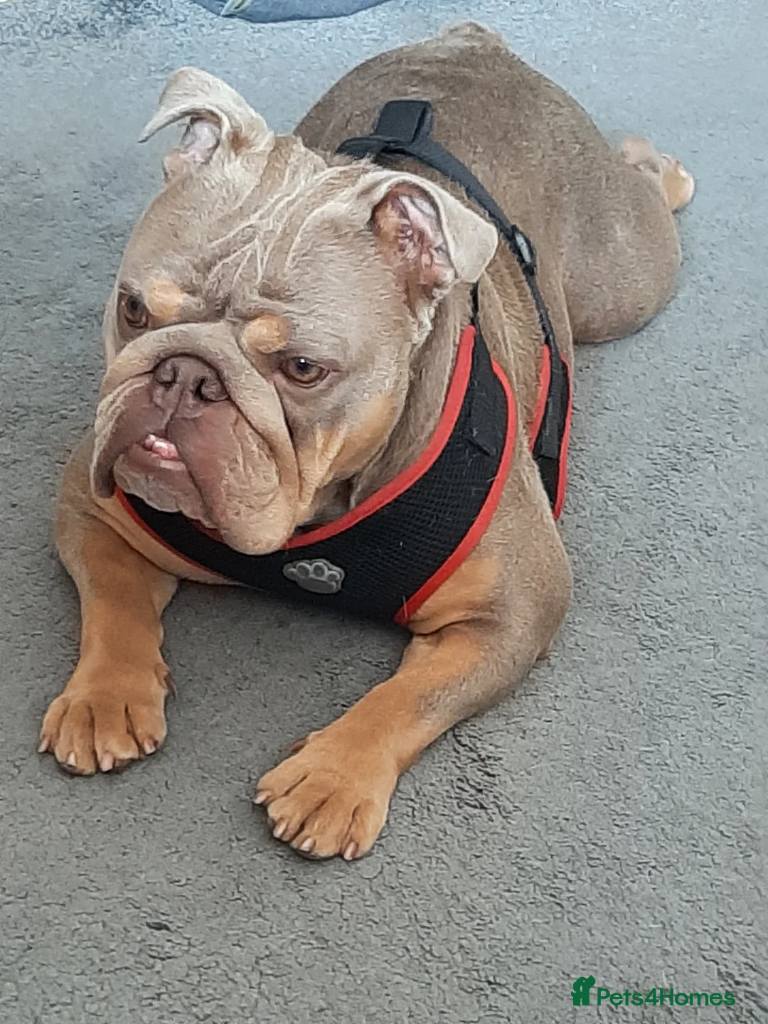 English Bulldog dogs for sale: English Bulldog - Advert 1